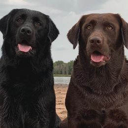 Labrador Retrievers from L.M.H Labradors