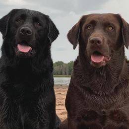 Labrador Retrievers from L.M.H Labradors