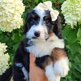Smores - Tri-color female Bernedoodle puppy in Russell Springs, Kentucky from 270 Doodles