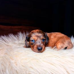 Archie - Dapple male Dachshund puppy in Washburn, Tennessee from Clinch Mountain Dachshunds