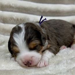 Popsicle - Merle female Bernedoodle puppy in Janesville, Wisconsin from Zakadoodles