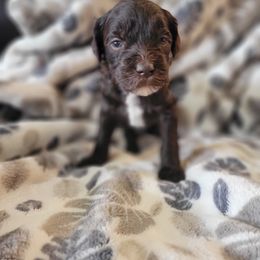 Aussiedoodle and Poodle Puppies from J&RAussiedoodles
