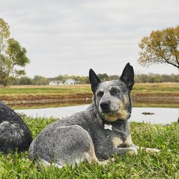 Australian Cattle Dogs from Dusty Boots Ranch