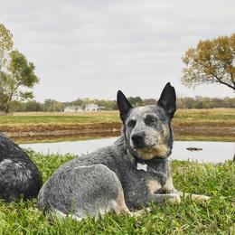 Australian Cattle Dogs from Dusty Boots Ranch