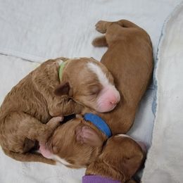 Australian Labradoodle Puppies from Lindsey's Loving Labradoodles