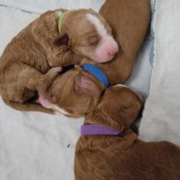 Australian Labradoodle Puppies from Lindsey's Loving Labradoodles