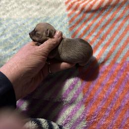 Chihuahua and Pembroke Welsh Corgi Puppies from Stephanie’s Corgi Colony
