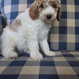 Cole - Parti male Labradoodle puppy in Galt, Missouri from Only Doodles!