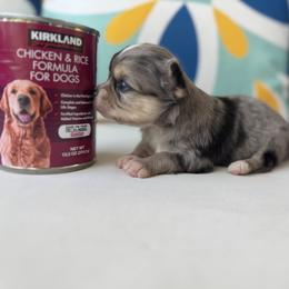 Chihuahua Puppies from Moon Made Farm