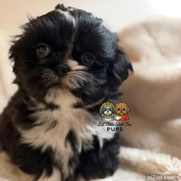 Dexter - Black and white male Shih Tzu puppy in Walkertown, North Carolina from Lil’ Bit’s Shih Tzu