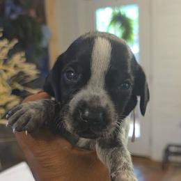 White - Black roan female German Shorthaired Pointer puppy in Dahlonega, Georgia from Pointer Mountain Bird Dogs