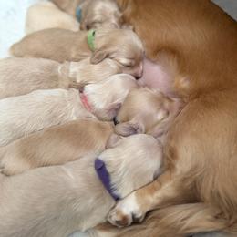 Red collar - Cream female Dachshund puppy in Descanso, California from Kendaline Kennels
