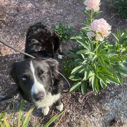 Hippo - Australian Shepherd