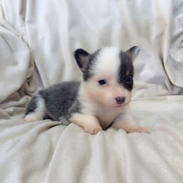Male 1500 - Blue male Pembroke Welsh Corgi puppy in Okeechobee, Florida from Cowtown Corgis & Border Collies