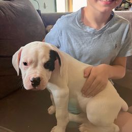 American Bulldog Puppies from Slayton's American Bulldogs