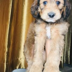 Goldendoodle and Irish Doodle Puppies from PollyWally Doodle