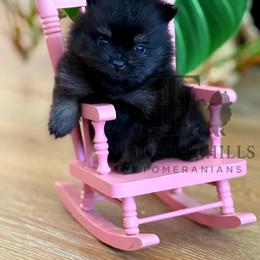 Valentino - Black and tan male Pomeranian puppy in Redlands, California from Torrey Hills Poms