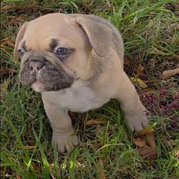 Male Sable Fawn - Fawn and white male French Bulldog puppy in Phoenix, Arizona from ANE French Bulldogs
