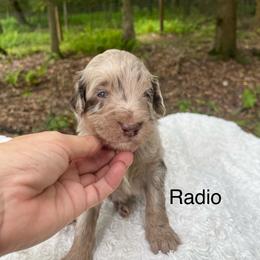 Radio - Merle male Goldendoodle puppy in New Ringgold, Pennsylvania from Hawk Mountain Doodles