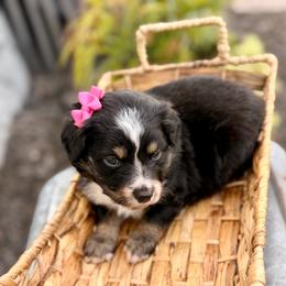 Dark pink - Black tri female Miniature Australian Shepherd puppy in 32046, Florida from River Hill Ranch
