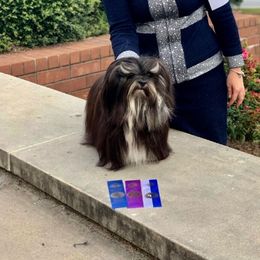 Quinn - Lhasa Apso