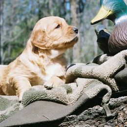 Golden Retrievers from Goldenloch Kennel