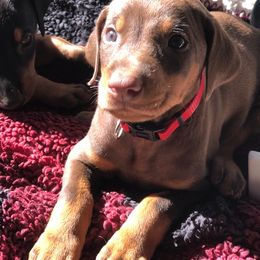 Doberman Pinscher Puppies from Thunder Mtn Kennels