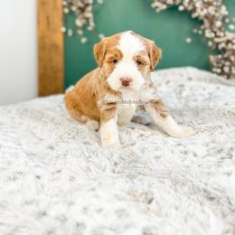 Q u i n n - Red female Bernedoodle puppy in Cedar City, Utah from Cedar Doodles- Home of the Teddybear Goldendoodle