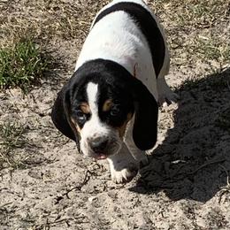 Beagle Puppies from Southern Skye Farm