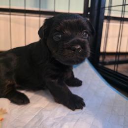 Blake - Black and gold male Yorkshire Terrier puppy in West Enfield, Maine from GRIFFEY'S SPA AND KENNEL