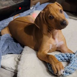 Rhodesian Ridgebacks from Tampo Rhodesian Ridgeback