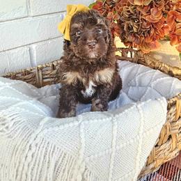 Marlowe - Phantom female Bernedoodle puppy in Russell Springs, Kentucky from 270 Doodles