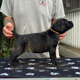 Yellow Collar - Black brindle female Cane Corso puppy in Paris, Texas from Knucklehead Cane Corso