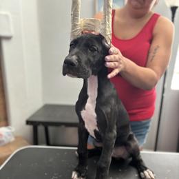Great Dane Puppies from Dane Dreamin’