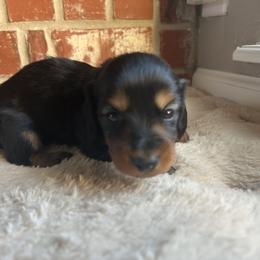 Donner - Black and tan male Dachshund puppy in Edmond, Oklahoma from Mini Browne Dachshunds