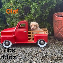 Olaf - Yellow male Labrador Retriever puppy in Tigard, Oregon from Morrison Labrador Retreivers