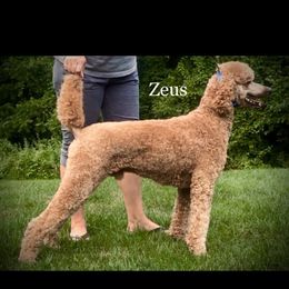 Zeus - Poodle