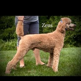 Zeus - Poodle