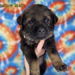 German Shepherd Puppies from K&D German Shepherds