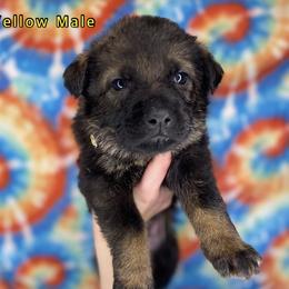 German Shepherd Puppies from K&D German Shepherds