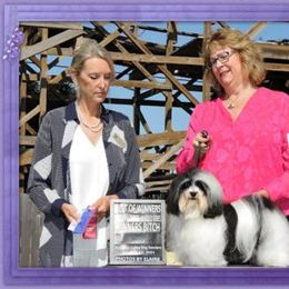 Havanese All Grown Up from Grandview Havanese