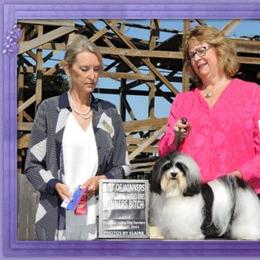 Havanese All Grown Up from Grandview Havanese