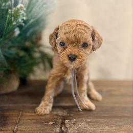 Dash - Red male Cavapoo puppy in Preston, Idaho from Shaffer Top Notch Puppies