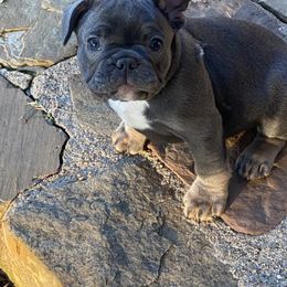 French Bulldog Puppies from B & M Southern Frenchies