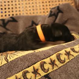 Orange - Black and tan male German Shepherd puppy in Dawsonville, Georgia from Vom Aussenseiter