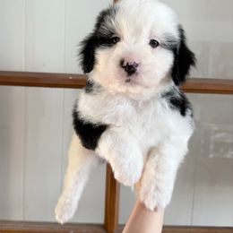 Dasher - Black tri-color male Aussiedoodle puppy in Heber City, Utah from Junipersdoodles
