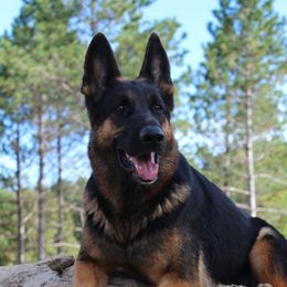 Chata - German Shepherd