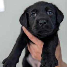 Juniper - Black female Labrador Retriever puppy in Lithonia, Georgia from Marmolejos Labs