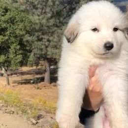 Great Pyrenees Puppies from Heritage Mountain Ranch