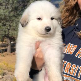 Great Pyrenees Puppies from Heritage Mountain Ranch